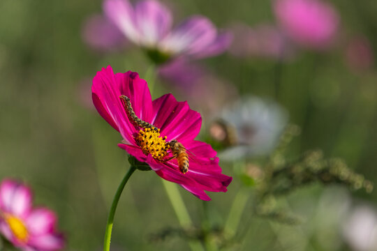 Honeybee and caterpillar resting on magenta cosmos flower in soft natural light