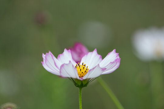 White and pink cosmos flower blooming gracefully against green background with copy space