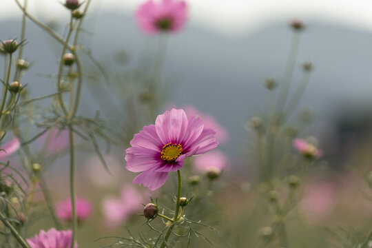 Delicate pink cosmos flower blooming in soft autumn sunlight with copy space