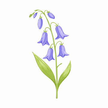 Bluebell flower stem