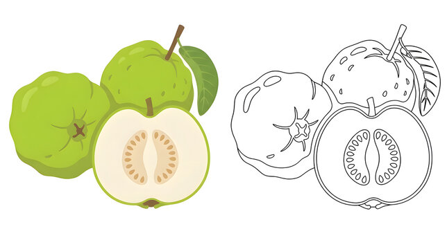 fresh green guavas whole and cut open with seeds alongside an outline drawing on an isolated white background perfect for healthy tropical fruit snack concepts and kids coloring book activities