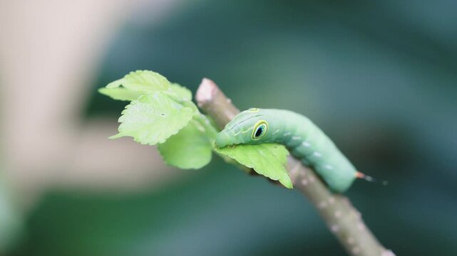 Close-up macro of a vibrant green hawk moth caterpillar with distinctive eyespots crawling on a fresh leaf stem. Sharp focus on the larva with soft blurred natural green background.