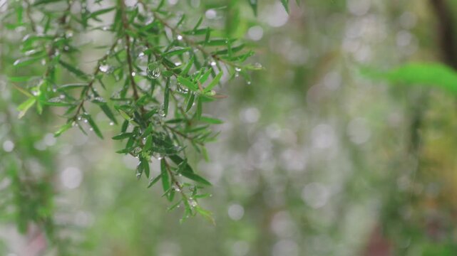 Close-up of green plant branches covered in fresh raindrops during a gentle rain. Soft bokeh background and falling rain streaks create a serene and refreshing nature atmosphere in a forest or park.