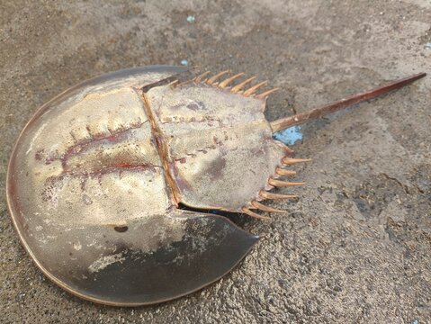Horseshoe crab carapace and anatomy showing dorsal and ventral view on ground surface. Important marine animal for biomedical research and coastal ecosystem.