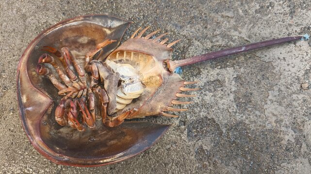 Horseshoe crab carapace and anatomy showing dorsal and ventral view on ground surface. Important marine animal for biomedical research and coastal ecosystem.