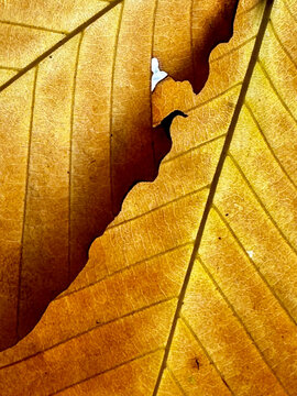 A macro view of a dried, golden-brown leaf lit from behind, highlighting its vein structure and a torn hole in the leaf surface.