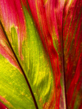 A macro view of a ti plant leaf in Costa Rica, showing bright green and deep red coloration with fine parallel veins.