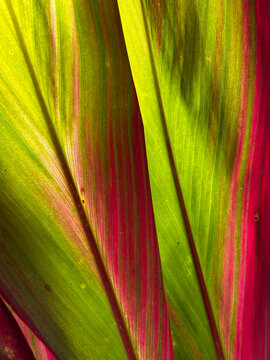 A macro view of a ti plant leaf in Costa Rica, showing bright green and deep red coloration with fine parallel veins.