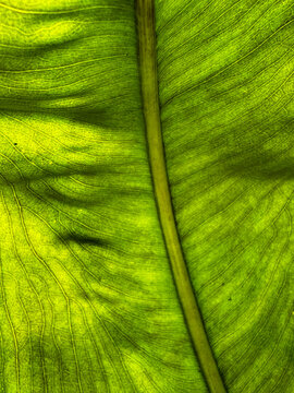 A macro view of a backlit green tropical leaf in Costa Rica, showing a curving central rib and a dense network of parallel veins illuminated by sunlight.