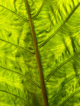 A macro view of a backlit green tropical leaf in Costa Rica, showing a curving central rib and a dense network of parallel veins illuminated by sunlight.