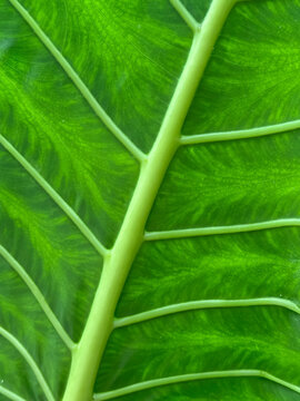 A macro view of a large green tropical leaf in Costa Rica, showing a prominent pale central rib with branching lateral veins and a textured leaf surface.