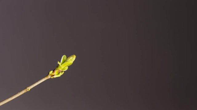 Real timelapse of tree bud sprouting and leaves unfurling, authentic spring growth, dark background macro