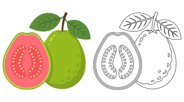 guava fruit vector illustration featuring whole and sliced fresh tropical produce with pink flesh and green leaves displayed alongside a black and white outline coloring page for educational activity