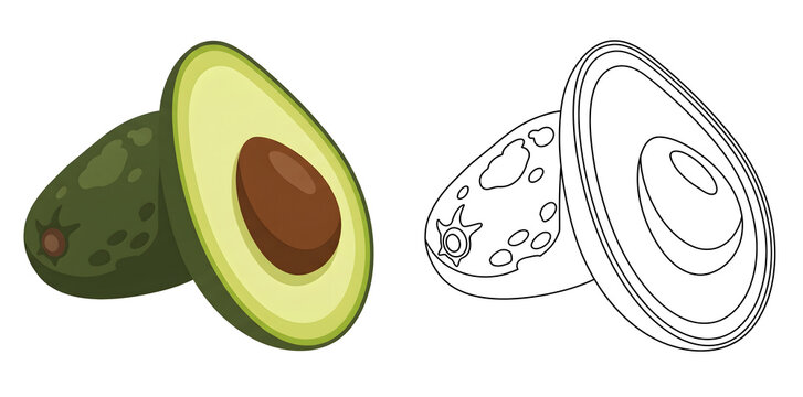avocado fruit vector graphic showing fresh half and whole peeled green pear shaped alligator pear with brown pit alongside black and white line art coloring book page design for education