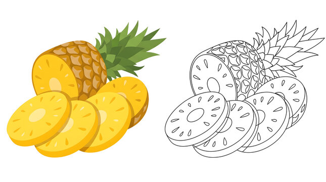 pineapple slices and whole fruit vector illustration with coloring book outline for kids learning and creative design projects featuring yellow and green tropical food graphic elements