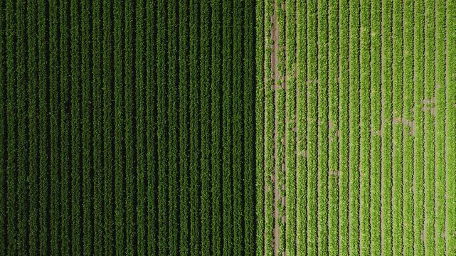 Aerial top down perspective shows parallel lines of growing agricultural crops across rural farming fields in California, divided into two distinct crop sections.