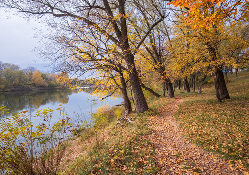 autumn path covered with golden leaves winds along a calm river reflecting beautiful yellow trees on a cloudy day