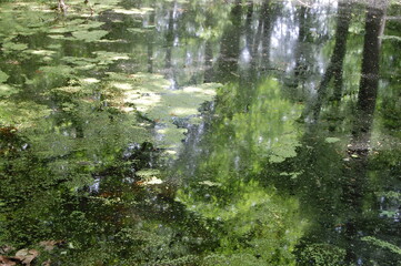 Obraz premium Pond reflection.