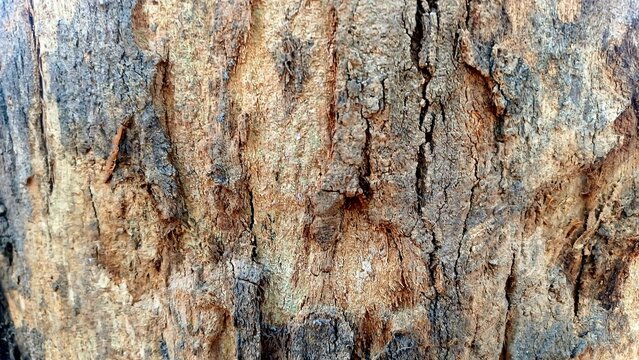 tree bark texture