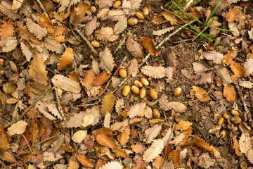acorns in autumn with ochre tones © Jess