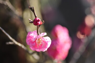 春のやわらかな日差しを浴びて枝先に咲く鮮やかなピンク色の梅の花とつぼみ、背景の花が美しくぼけた早春の自然風景 © 一 佐藤