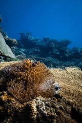 Group of clownfish ocellaris swimming in sea anemone on tropical coral reef. © PIPE DIVE UNDERWATER