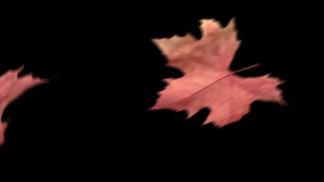 A realistic autumn fall transition with golden leaves drifting gently across the frame for a natural seasonal effect.