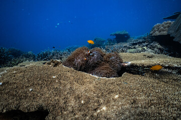 Pair of clownfish ocellaris in sea anemone on large table coral reef. © PIPE DIVE UNDERWATER