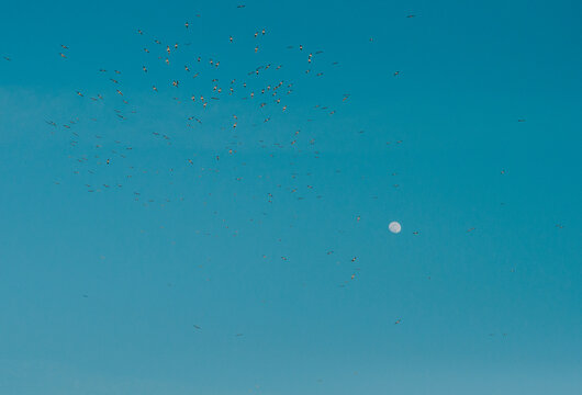 A flock of birds flying high across a bright blue sky.