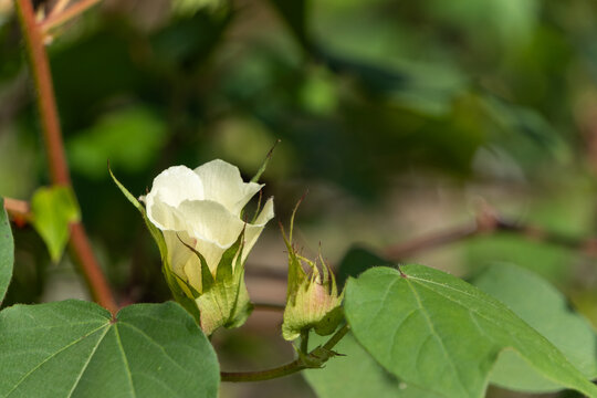 Close up of pale yellow cotton flower and bud blooming surrounded by green leaves