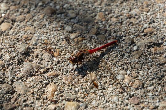 Red dragonfly perched on gravel in warm autumn sunlight with copy space