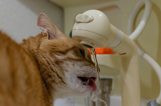 Cute ginger tabby cat drinking fresh water directly from the running faucet indoors
