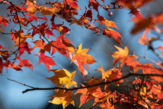Vibrant red and yellow maple leaves glowing against blue sky in autumn sunlight