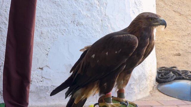 Golden eagle Aquila chrysaetos perching in leather jesses at falconry exhibition in Spain.