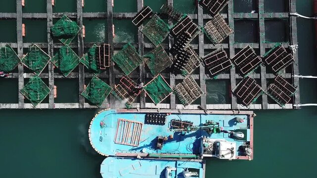 Abalone Abalone Farm Fresh Abalone Seafood Raw Abalone Shellfish Korea 전복 전복양식장 활전복 수산물 참전복 해산물 패류 식재료 한국