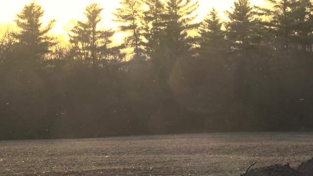 A flock of tiny bugs swarms and hovers over an open agricultural field, beautifully backlit by a glowing orange sunset with trees silhouetted during the spring.