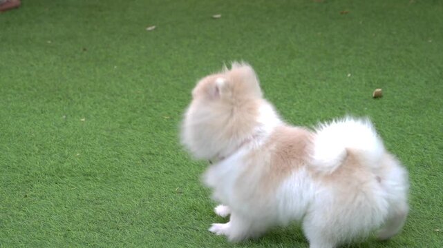 Cute fluffy pomeranian dog walking on artificial green grass in outdoor dog park. Small cream spitz dog panting with tongue out.