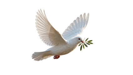 Obraz premium White dove bird carrying green olive branch, isolated on transparent background