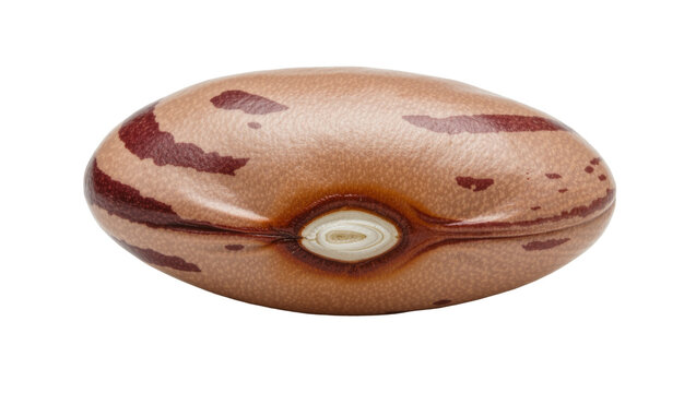 Single pinto bean with brown stripes, isolated on transparent background