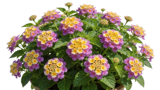 Lantana camara flowers with yellow and purple petals, isolated on transparent background