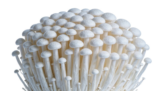 Cluster of white enoki mushrooms delicate and fresh, isolated on transparent background
