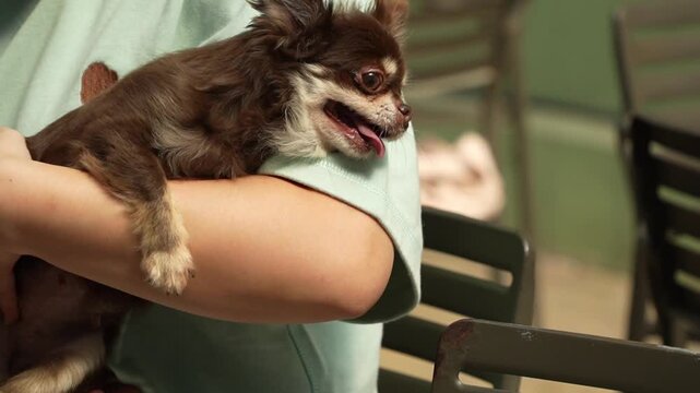 Small brown long hair chihuahua dog licking its nose with tongue out while being held in owner arms. Funny cute tiny pet.