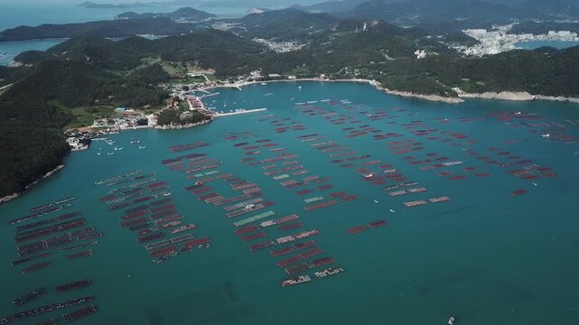 Abalone Abalone Farm Fresh Abalone Seafood Raw Abalone Shellfish Korea 전복 전복양식장 활전복 수산물 참전복 해산물 패류 식재료 한국