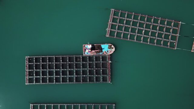 Abalone Abalone Farm Fresh Abalone Seafood Raw Abalone Shellfish Korea 전복 전복양식장 활전복 수산물 참전복 해산물 패류 식재료 한국