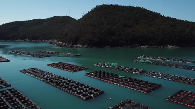 Abalone Abalone Farm Fresh Abalone Seafood Raw Abalone Shellfish Korea 전복 전복양식장 활전복 수산물 참전복 해산물 패류 식재료 한국
