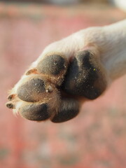 Close up macro of dog paw pads and claws showing texture © nitesh
