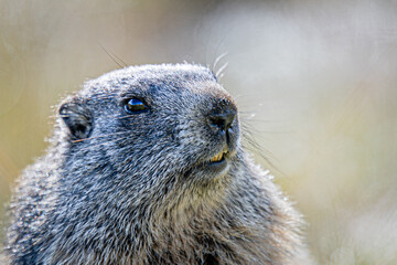 Marmots in the Austrian Alps © wolfgang