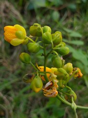 A close up view of a cluster of yellow wildflower buds and partially opened petals growing on a green stem in a natural meadow setting © MDMAHBUBUR