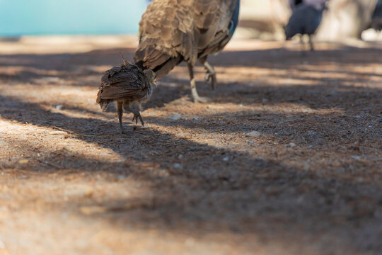 Wild peafowl family of a tiny peachick followed by its protective mother