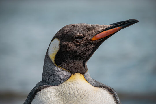 Adult King Penguin (Aptenodytes patagonicus) head portrait in profile, Tierra del Fuego
